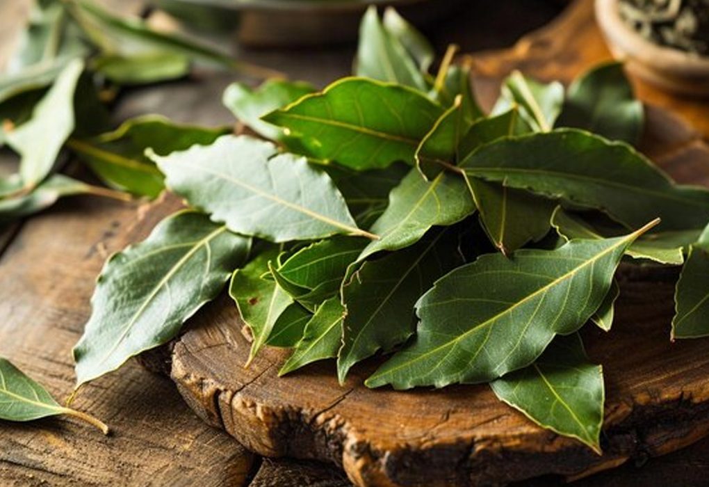 Gambar daun salam segar berwarna hijau cerah, yang sering digunakan sebagai bumbu dalam masakan tradisional Indonesia