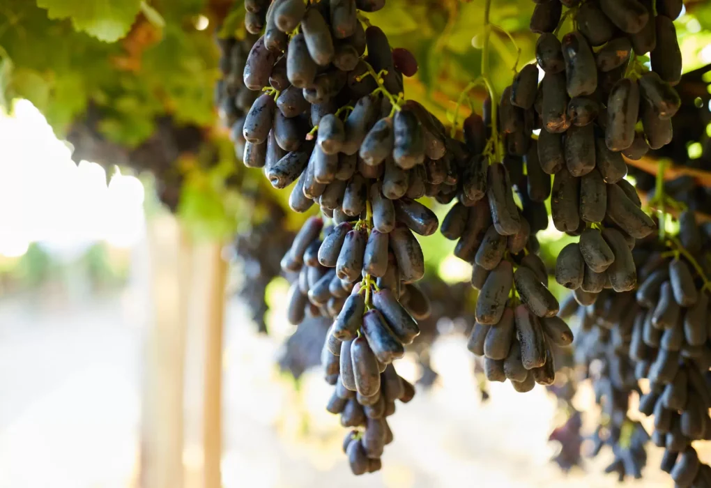 A bunch of fresh grapes on a vine.