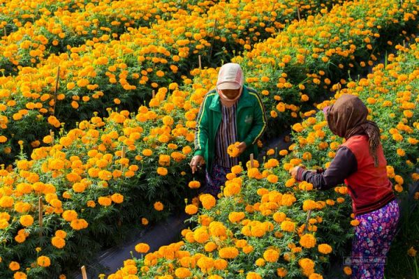 Taman Bunga Gemitir: Keindahan Warna-Warni di Pulau Bali Hamparan Taman Bunga Gemitiryang cerah menghiasi Taman Bunga Gemitir di Bedugul, Bali, menciptakan pemandangan yang menakjubkan