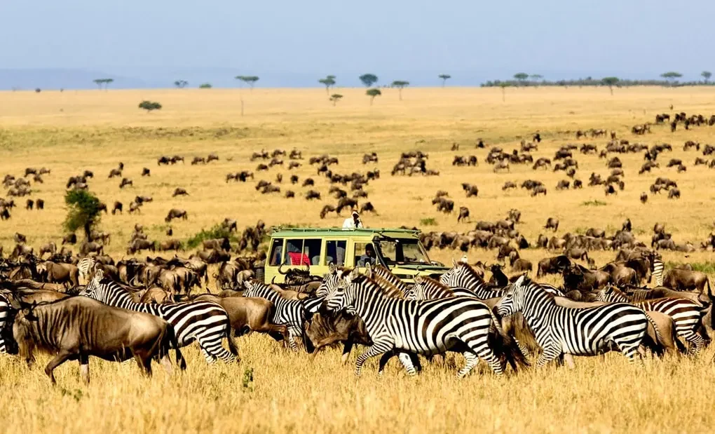 Serengeti National Park Discover Africa’s Iconic Wildlife and Vast Plains