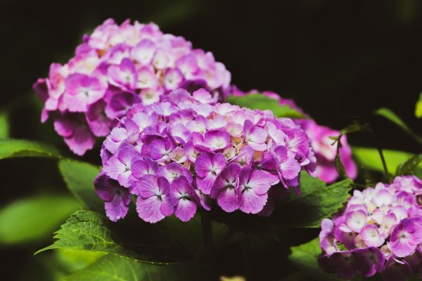 Bunga Geranium Ungu: Aromaterapi Alami dan Penghias Rumah Bunga geranium ungu