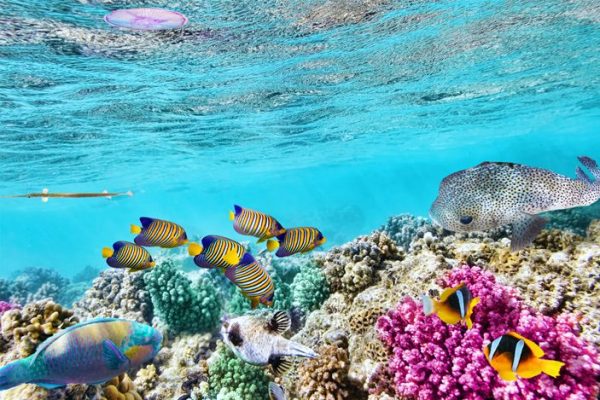 Great Barrier Reef: Panduan Lengkap untuk Para Pecinta Alam Great Barrier Reef: Keindahan Pantai dan Pulau yang Menawan