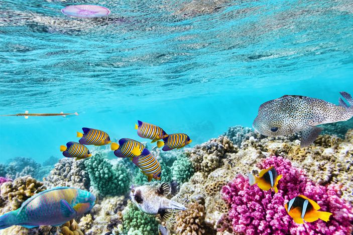 Great Barrier Reef: Keindahan Pantai dan Pulau yang Menawan