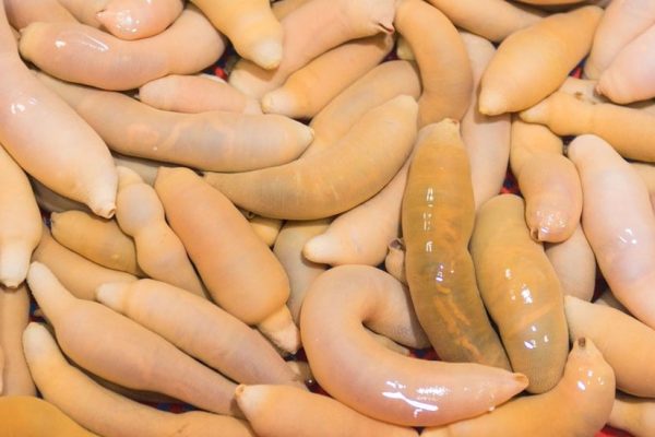 Ikan Penis: Mengupas Fakta dan Pengalaman Seru Tentang Makhluk Laut yang Unik Ini Ikan Penis