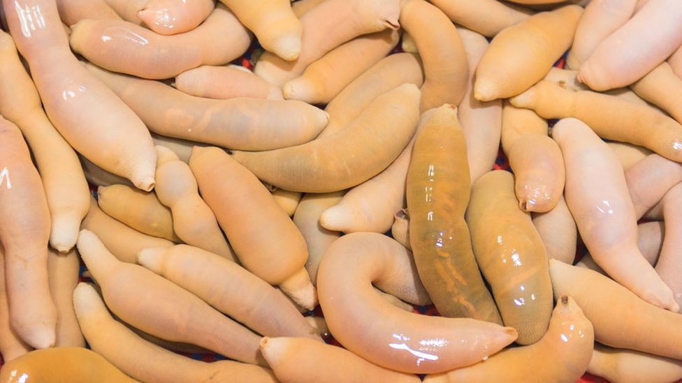 Ikan Penis