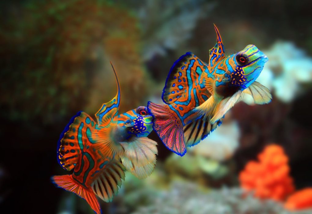 Mandarin Fish