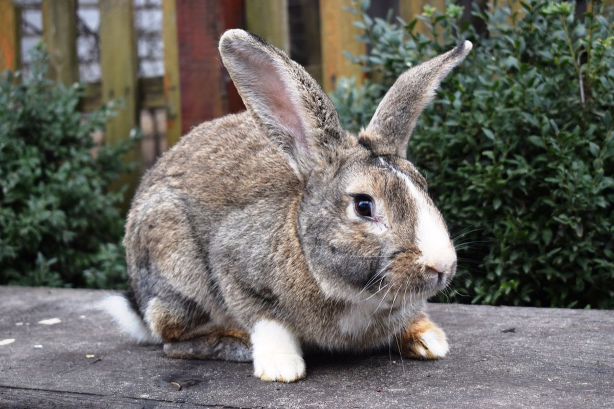 Kelinci Flemish Giant