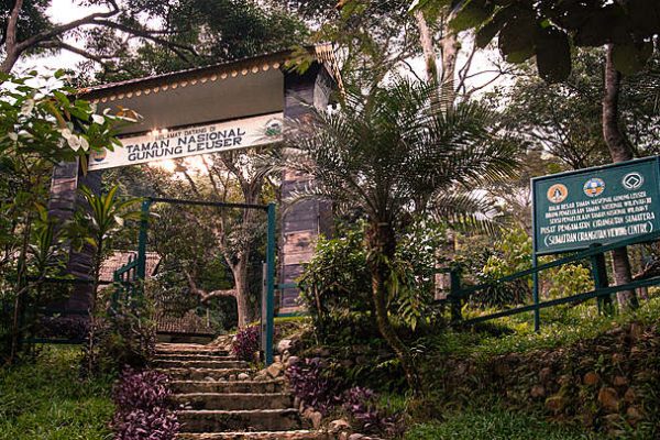 Gunung Leuser: Petualangan Tak Terlupakan di Hutan Liar Sumatera Gunung Leuser