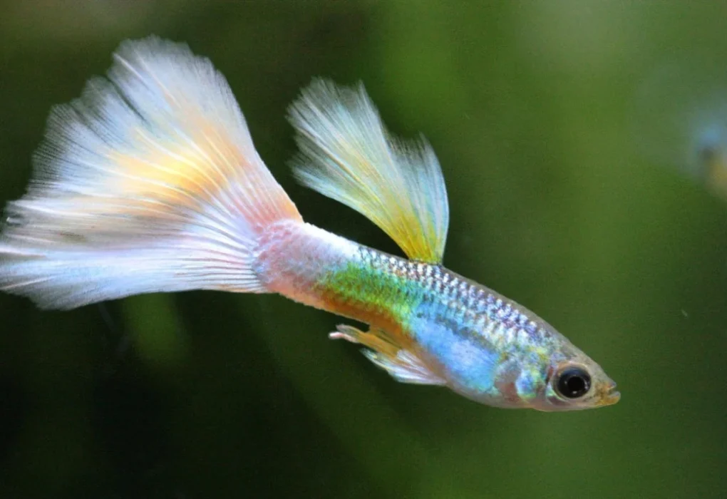 Ikan Guppy