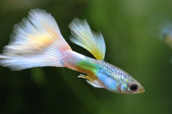Ikan Guppy: Ikan Hias Kecil yang Bikin Ketagihan Pelihara 2025 Ikan Guppy