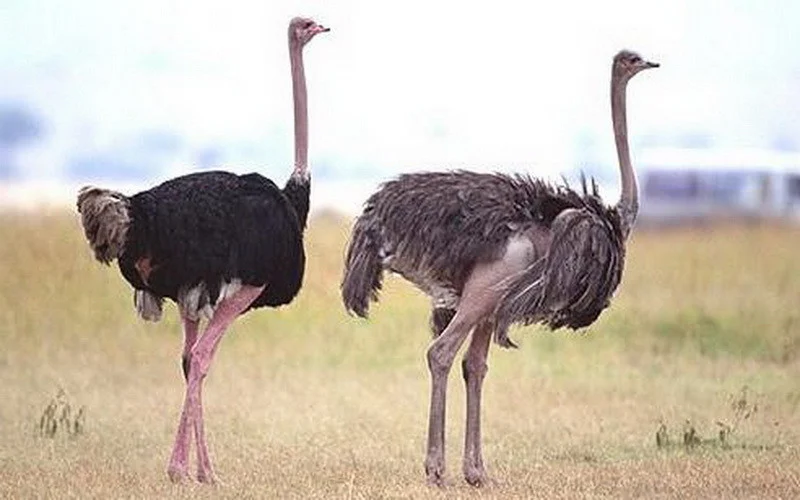 Burung Unta