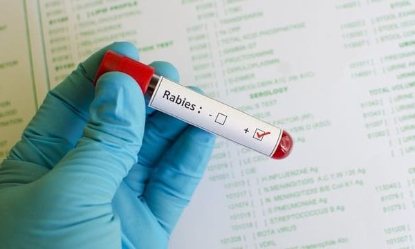 Hari Rabies: Kesadaran Penting untuk Mencegah Penyakit Mematikan Hari Rabies