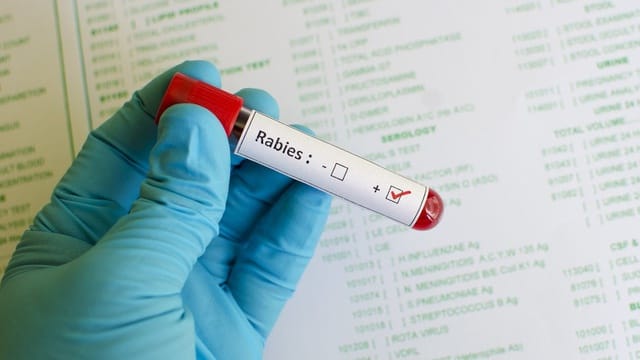 Hari Rabies: Kesadaran Penting untuk Mencegah Penyakit Mematikan Hari Rabies