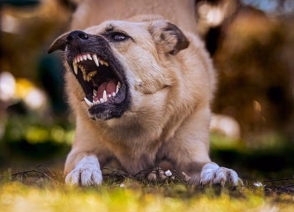 Hari Rabies