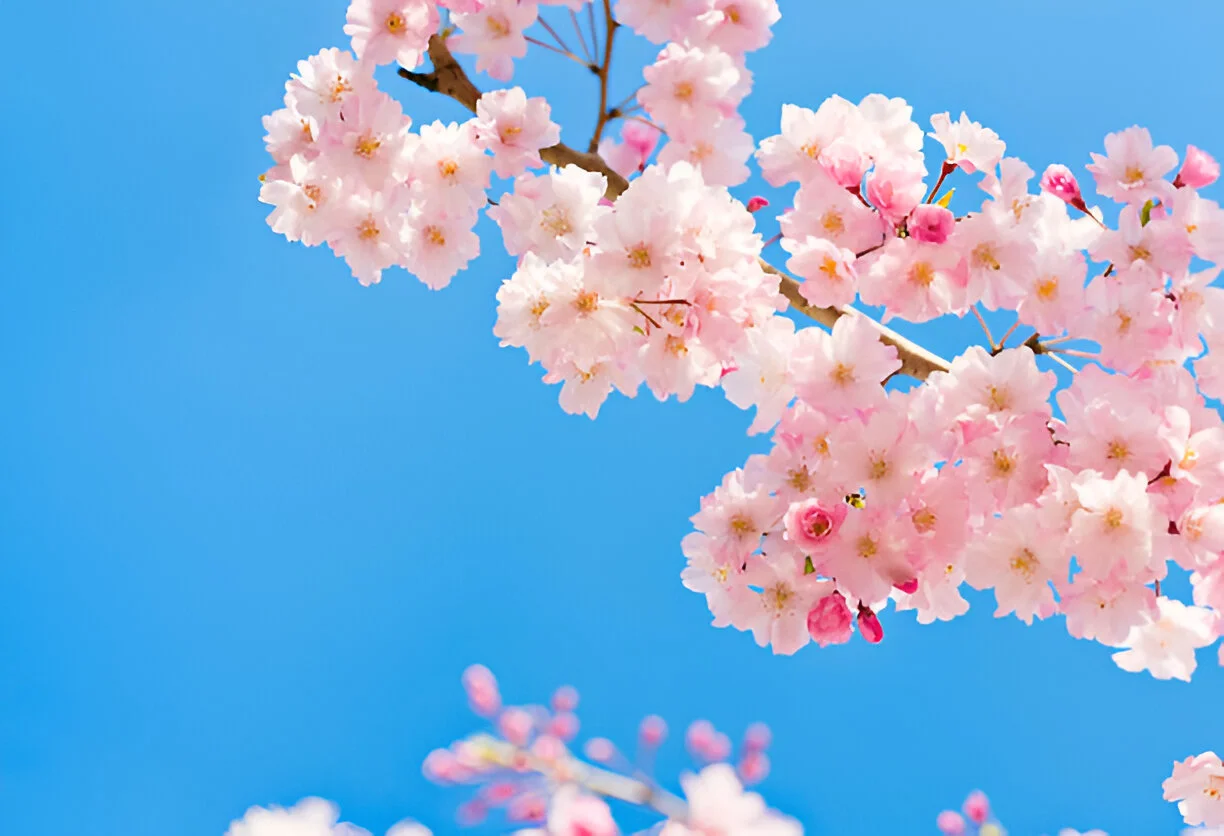 Bunga Sakura