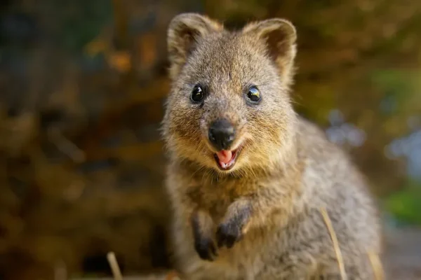 Quokka: Hewan Paling Ceria dari Australia Quokka