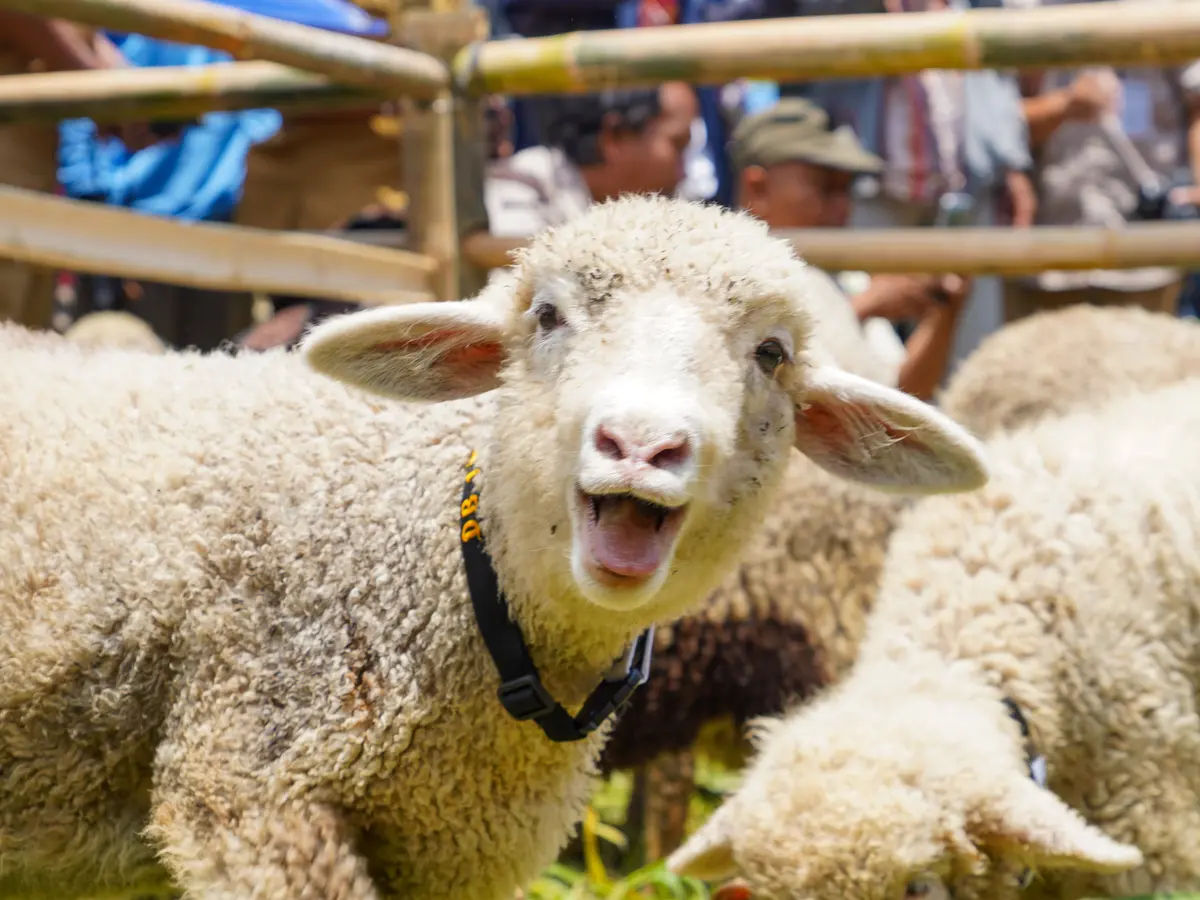 Manfaat kambing biri biri