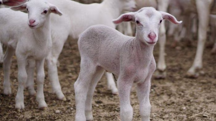 habitat Kambing Biri Biri