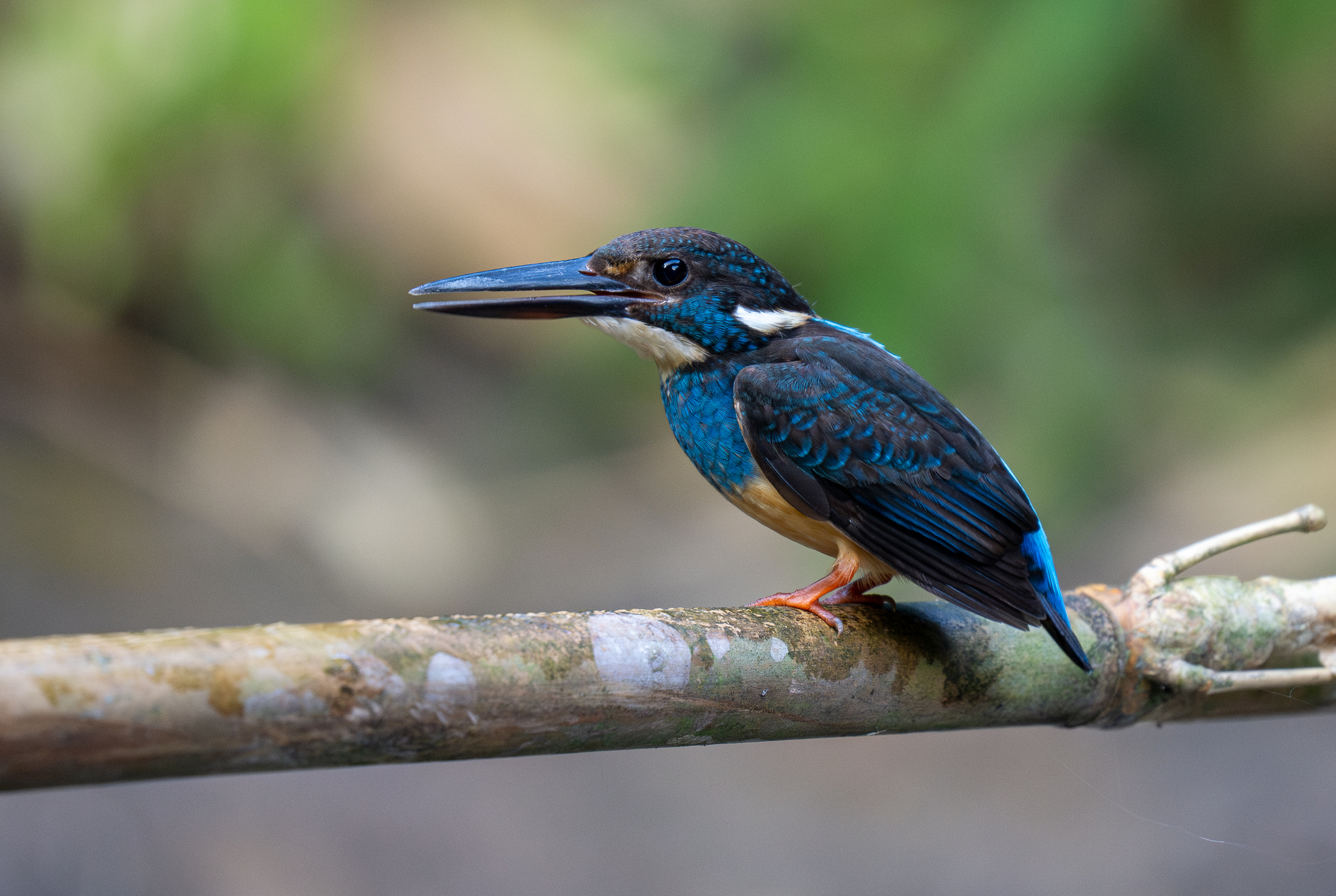 Arsitektur Kingfisher Alcedo Alami di Tepian Air