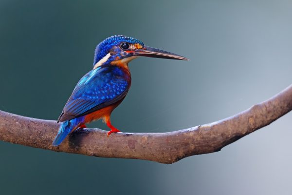 Kingfisher Alcedo
