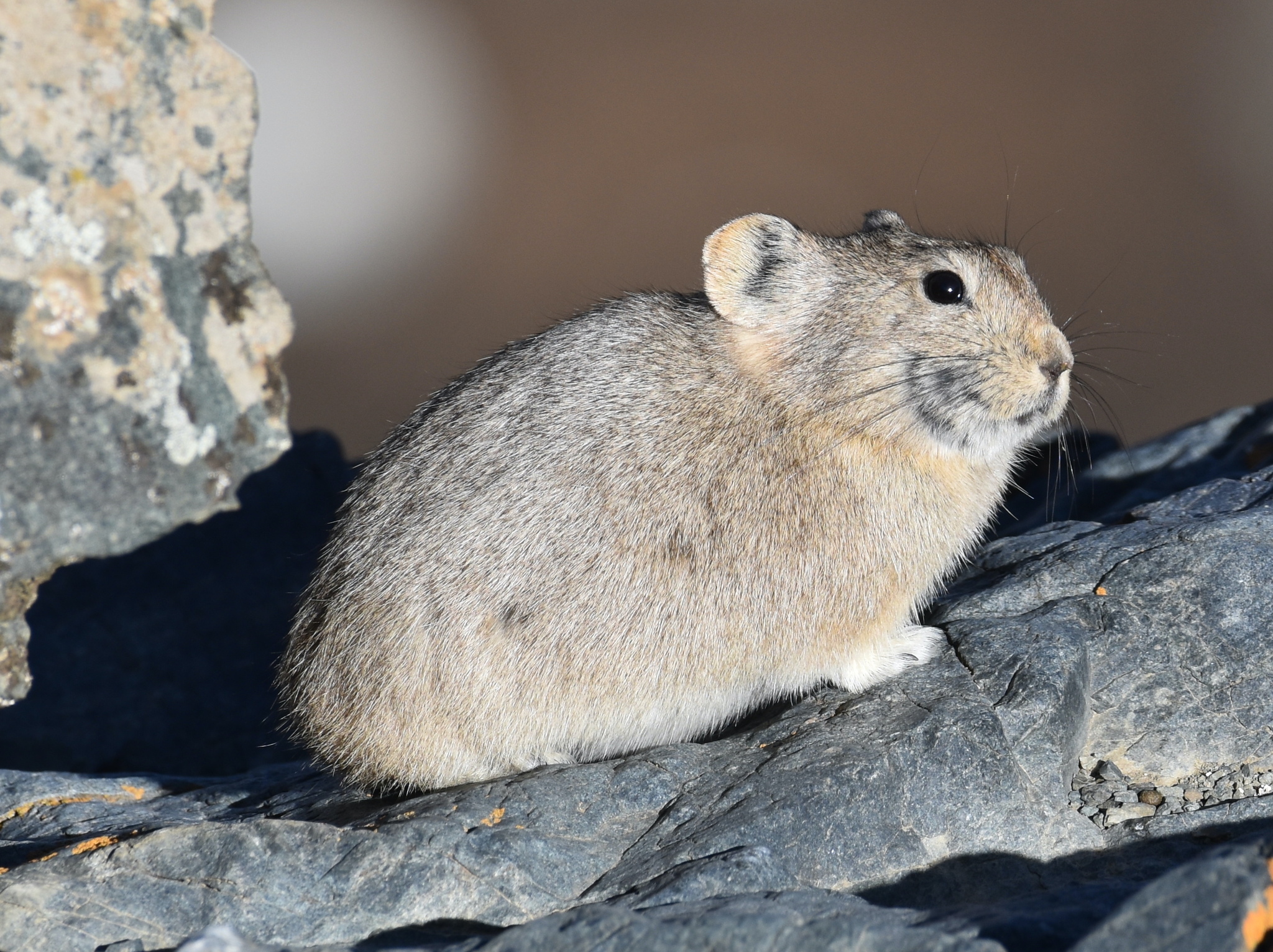 Pika Rusia Saudara Dekat Kelinci yang Gemar Bersiul 
