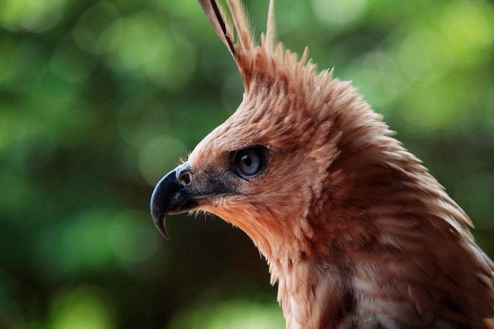 Simbol Nasional yang Sarat Makna