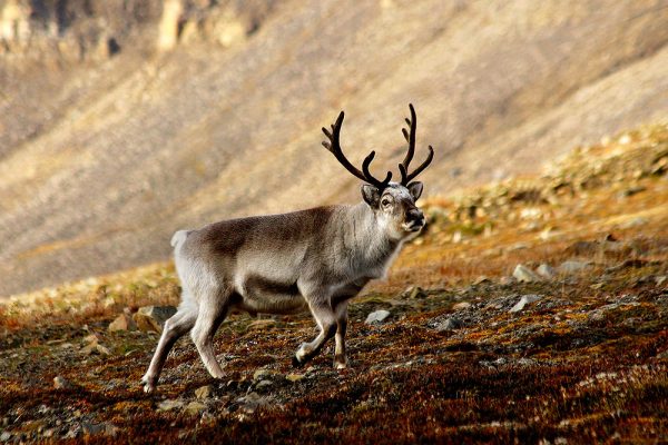 Svalbard Reindeer