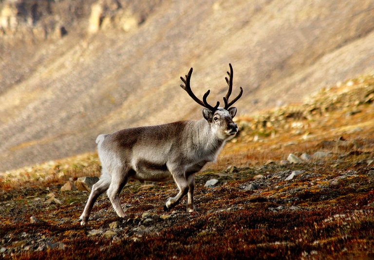 Svalbard Reindeer