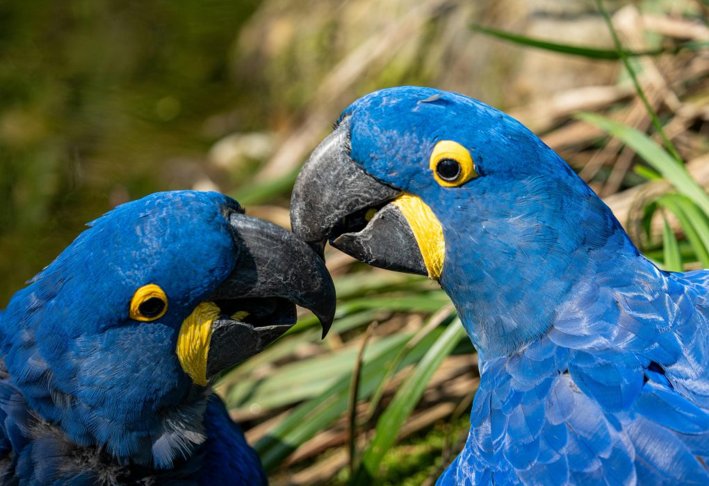 Hyacinth Macaw