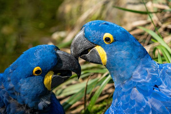 Hyacinth Macaw