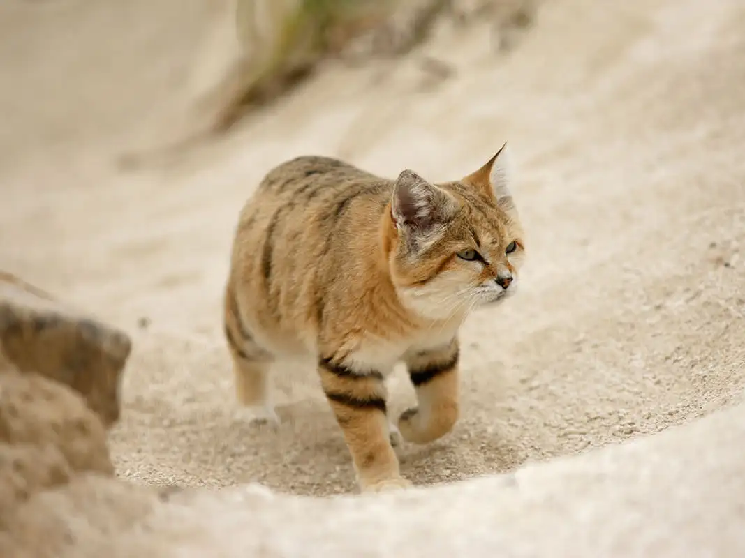Habitat Ekstrem kucing pasir Penguasa Padang Pasir