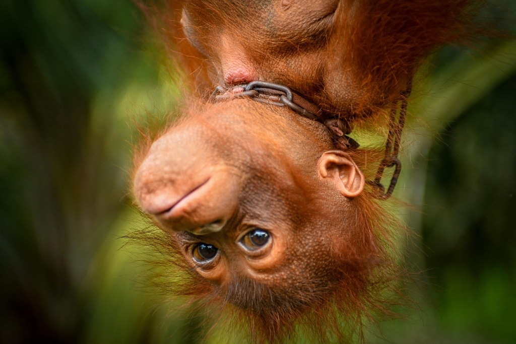 Keajaiban Awal Kehidupan orangutan infant di Atas Kanopi