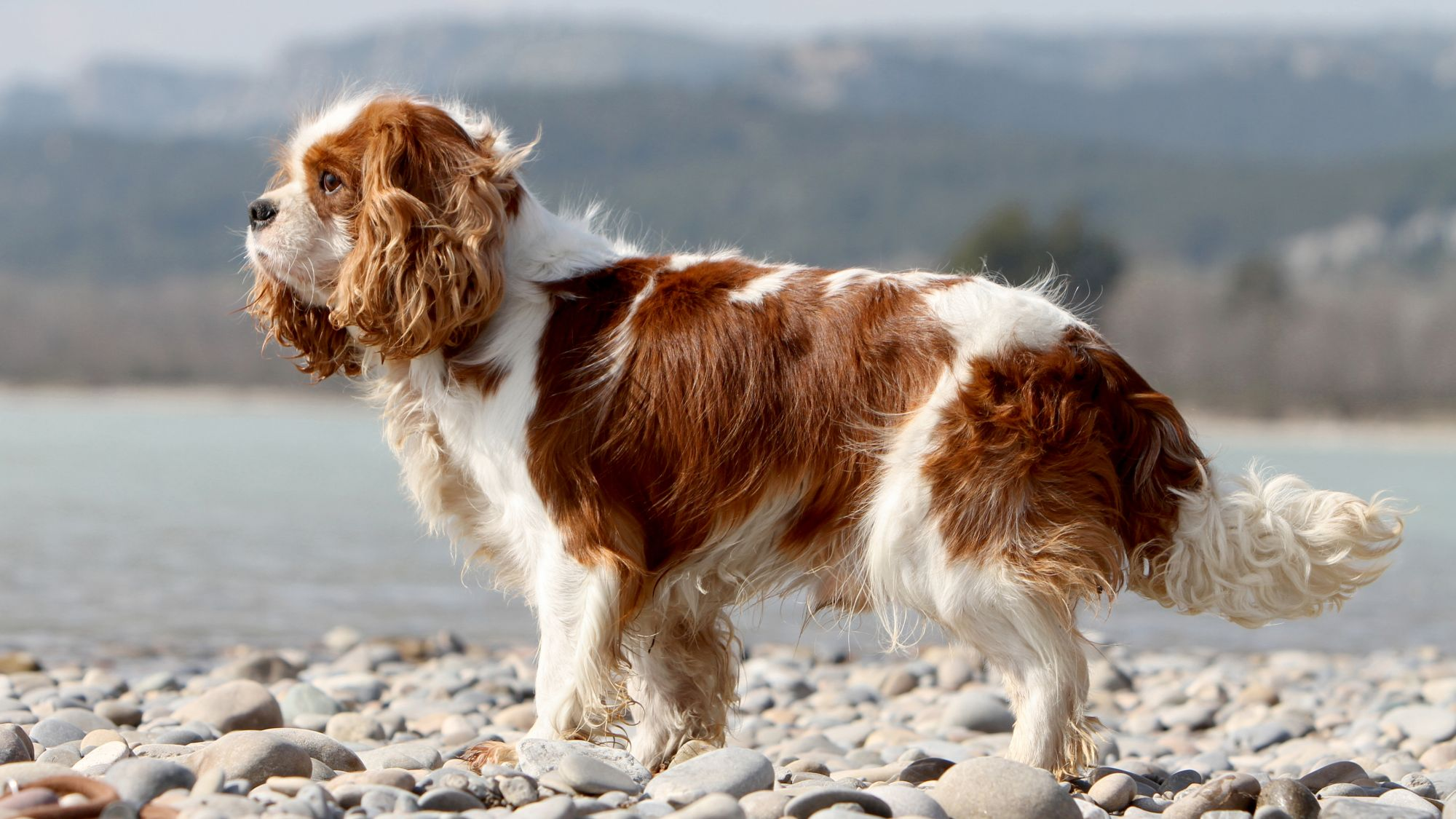 Kebutuhan Nutrisi dan Manajemen Berat Badan anjing Cavalier