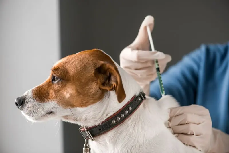 Mengenal Ancaman Virus di Balik Prosedur Vaksinasi Anjing