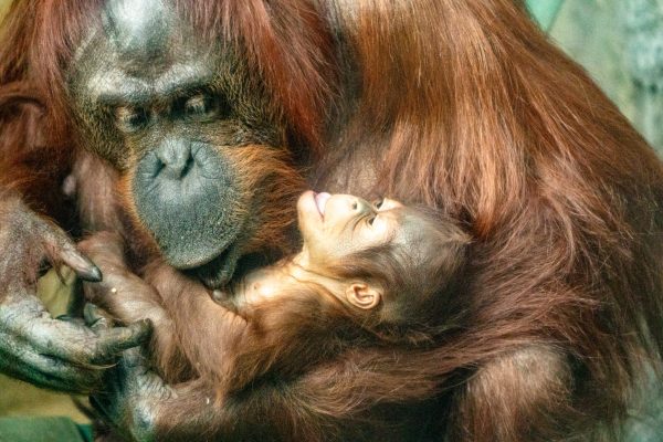 Orangutan Infant