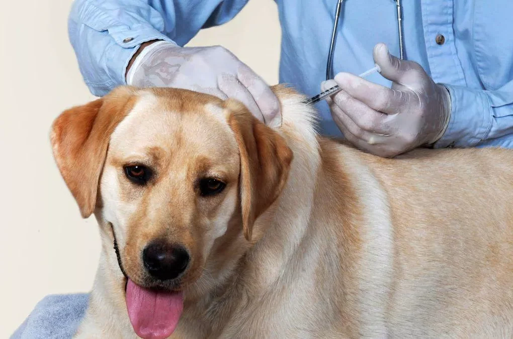 Vaksinasi Anjing