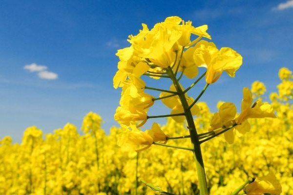 Bunga Canola