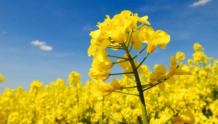 Bunga Canola