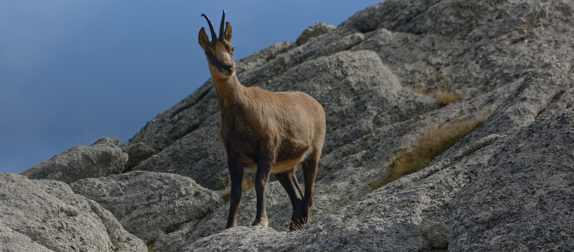Menjelajahi Kedalaman Habitat Sang Pyrenean Chamois