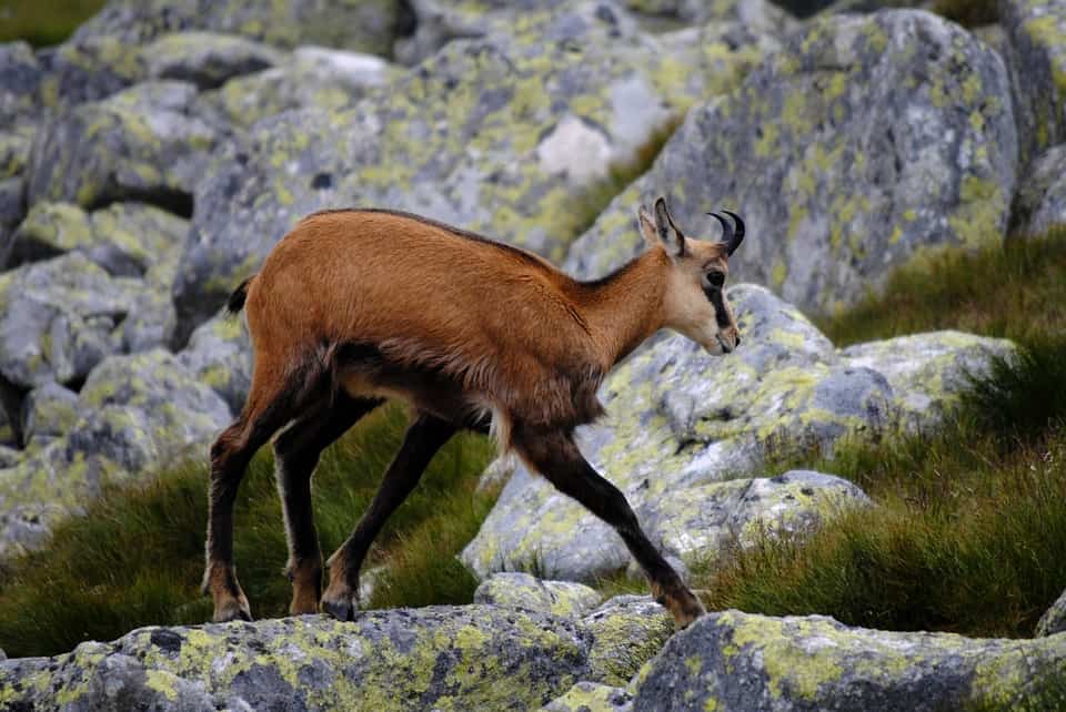 Pyrenean Chamois