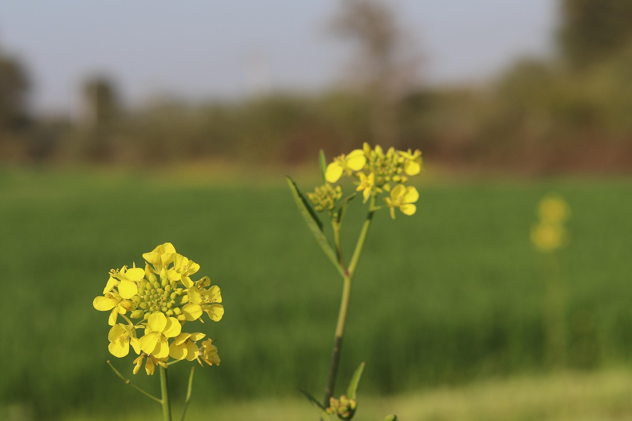 Waktu Terbaik Menikmati Bunga Canola