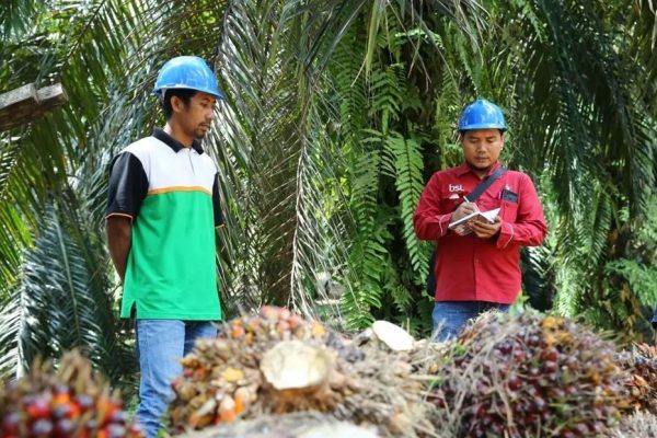 Bisnis Kelapa Sawit