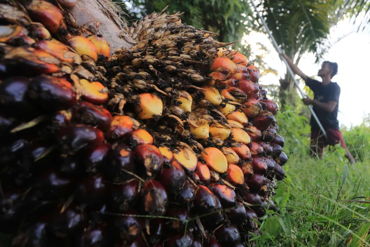 Memahami Ekosistem Bisnis Kelapa Sawit